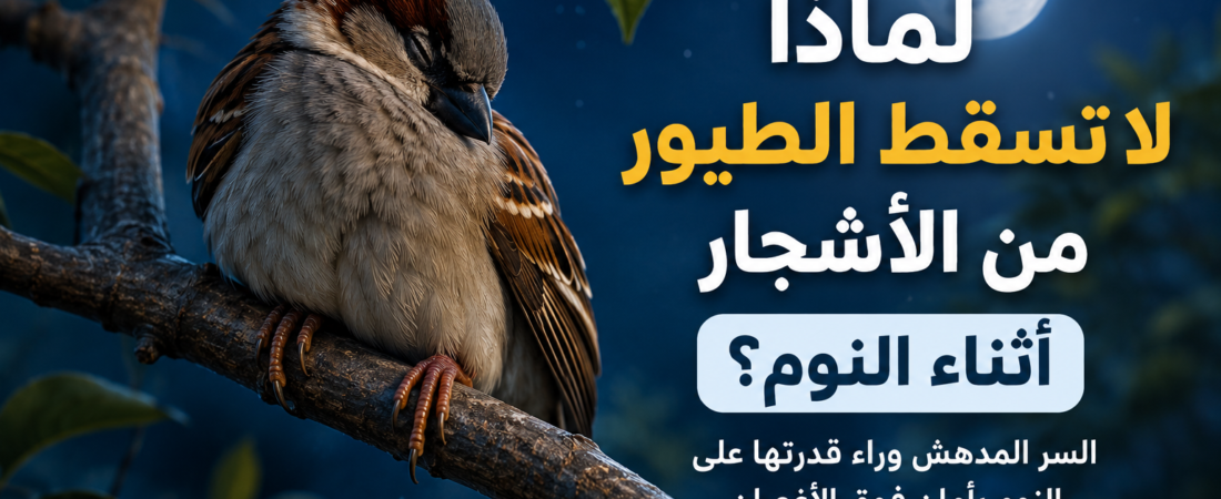 لماذا لا تسقط الطيور من الأشجار أثناء النوم؟ السر المذهل الذي أودعه الله فيها